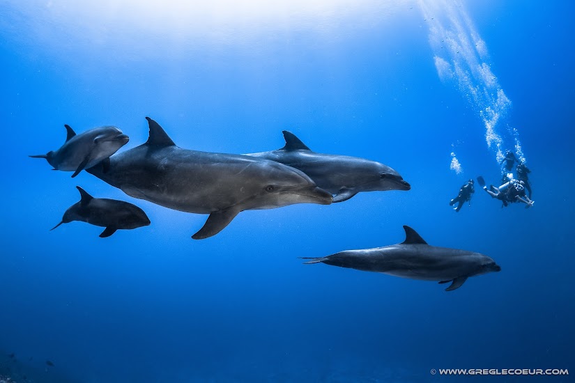 Bottlenose dolphins in Tiputa pass